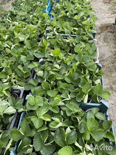 Рассада клубники. Саженцы клубники. Клубника