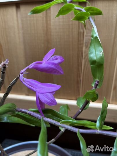 Дендробиум victoria reginae x sulawesiense