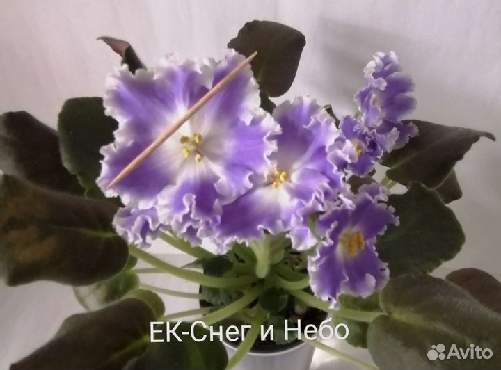 Детки фиалок