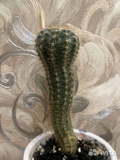 Одинокий Кактус Геннадий