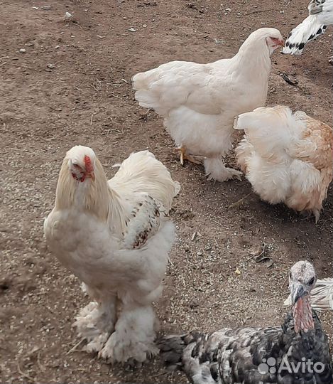 Пара редкий Брама