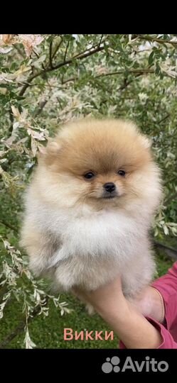 Померанский шпиц мини