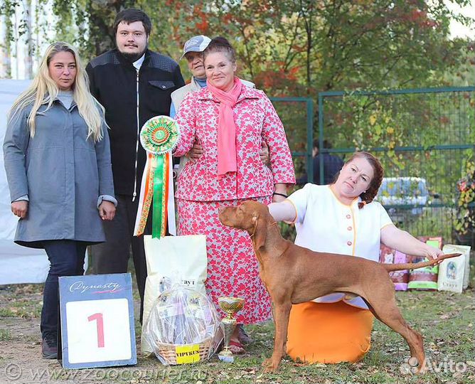 Венгерская выжла. Кобель для вязки