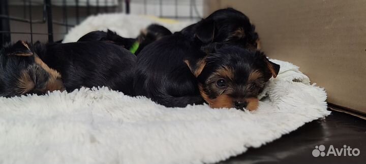 Йоркширский терьер щенки