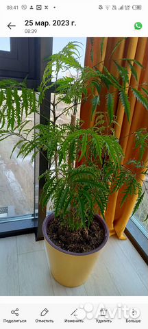 Комнатное растение