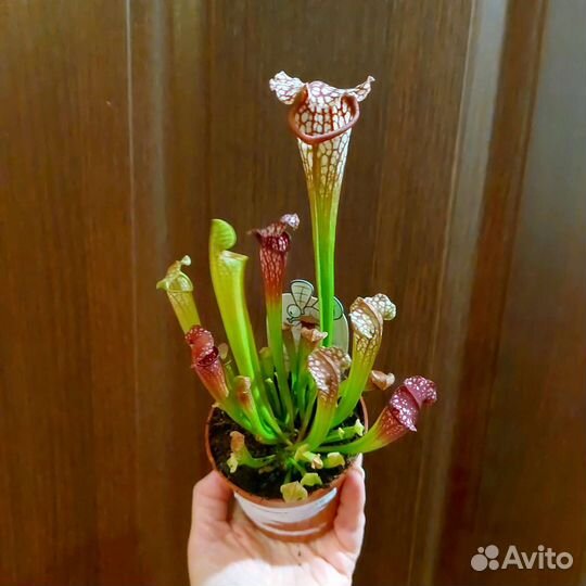 Хищник Саррацения Фарнхами