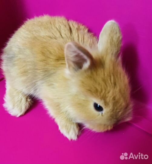 Декоративные крольчата