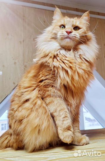 Котята курильские Бобтейлы