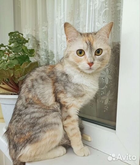 Кошечка в добрые руки