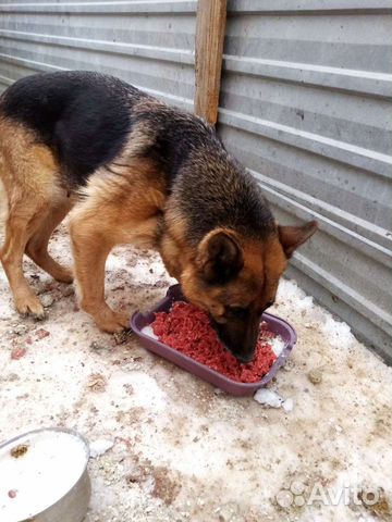 Мясокостный фарш корм для собак кур и кошек. Обмен