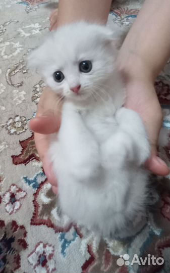 Отдам котёнка в добрые руки