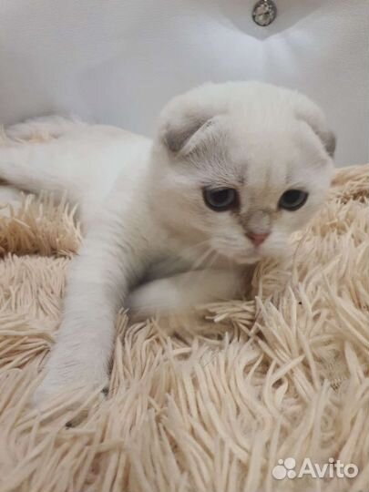 Шотландский вислоухий голубоглазый котенок