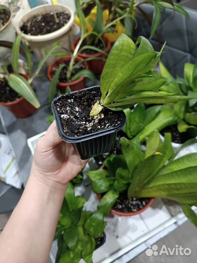 Сансевиерия