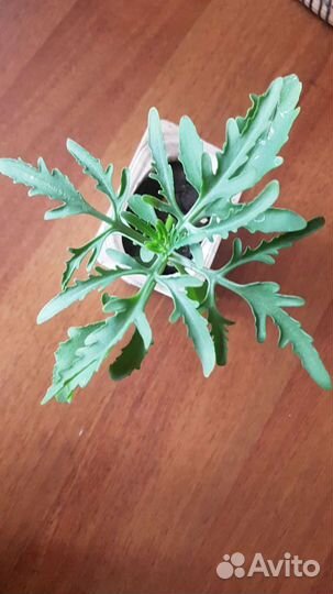 Рэо,золотой ус,денежное дерево