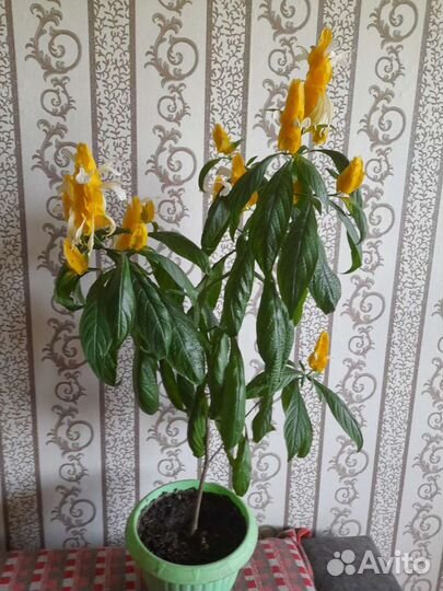 Пахистахис