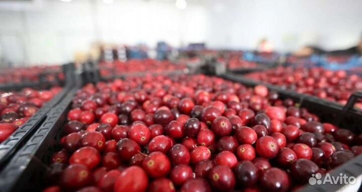 Клюква свежая с доставкой по Крыму