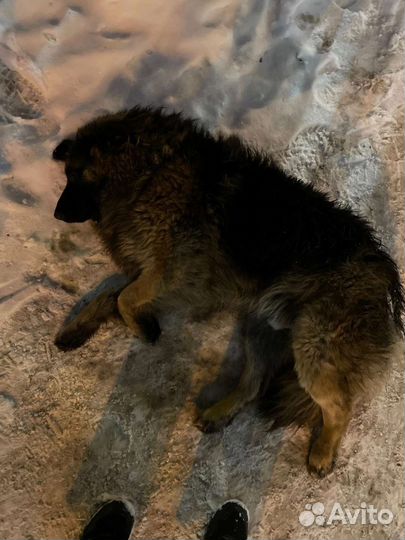 Собака в добрые руки отдам бесплатно