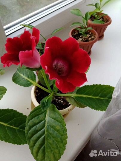 Глоксиния махровая