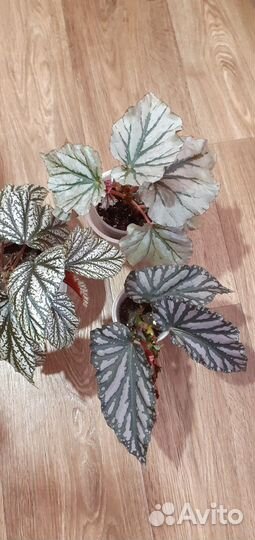 Бегонии Кейн (тростниковая)