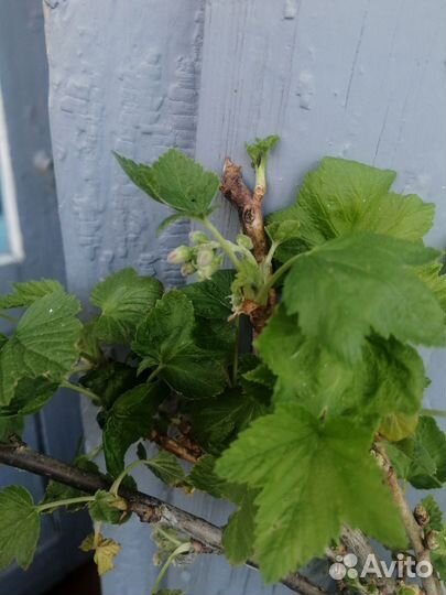 Саженцы чёрной смородины