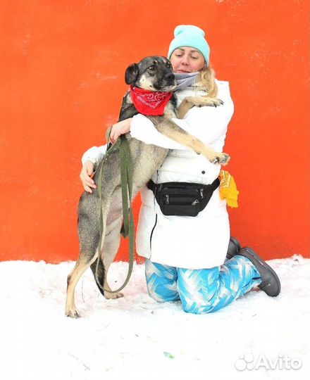 Собаки бесплатно