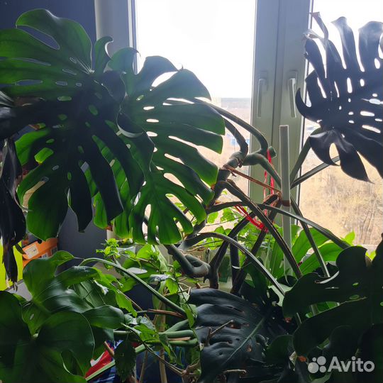 Монстера Делициоза Deliciosa