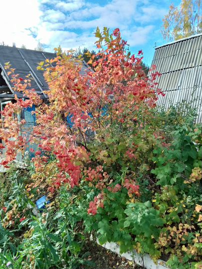 Участок 6 сот. (СНТ, ДНП)