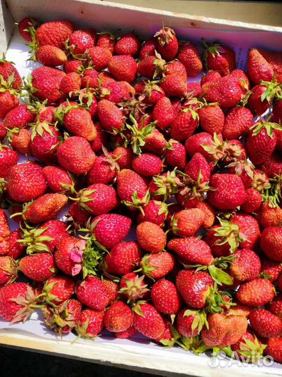 Клубника Байкальская