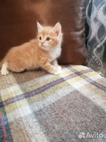 Котята митисы