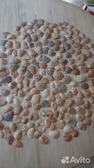 Морские ракушки