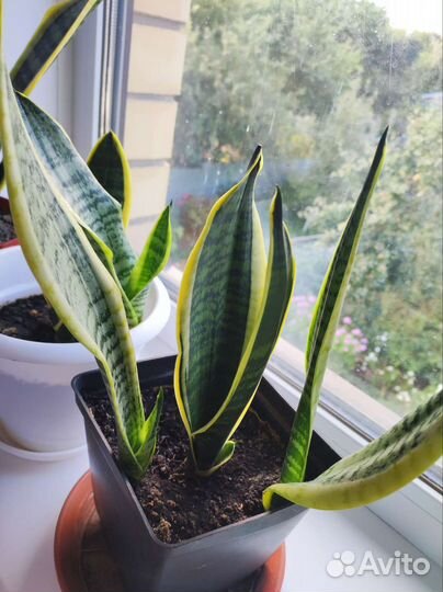 Сансевиерия