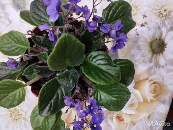 Фиалка в горшках