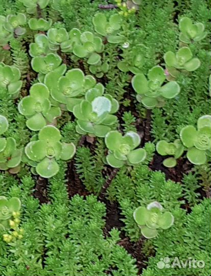 Хосты, почвопокровные очитки