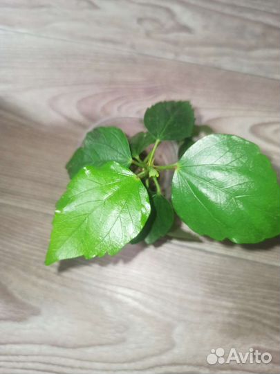 Гибискус махровый