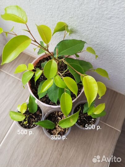 Фикус бенджамина Эстер, барок