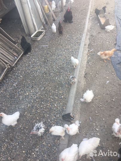 Декоративные куры