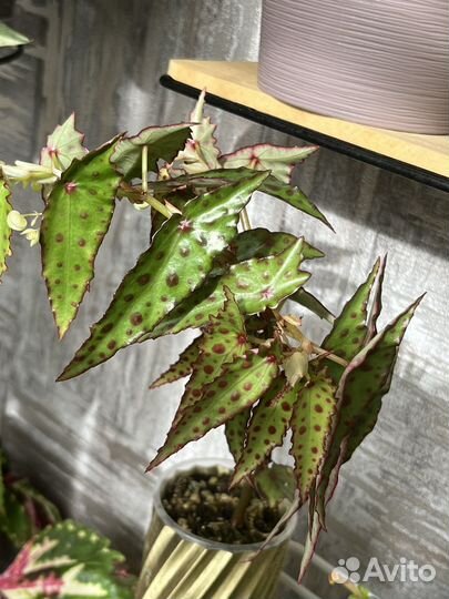 Бегония Амфиоксус