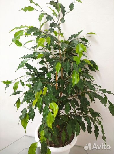 Фикус Бенджамина