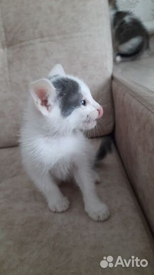 Котенок мальчик