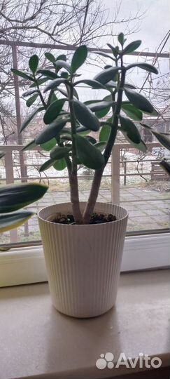 Денежное дерево (толстянка) саженцы