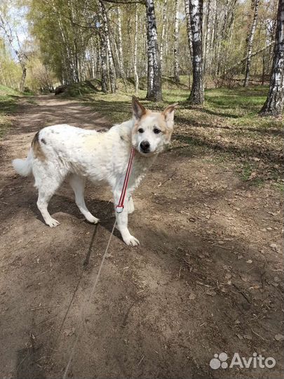 Собака в добрые руки