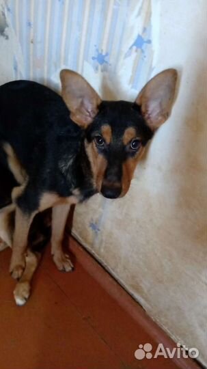 Той-терьер почти