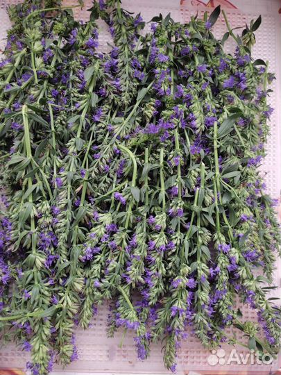 Иссоп лекарственный