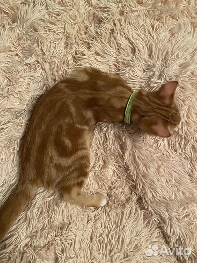 Котята в добрые руки 3 месяца