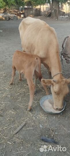 Корова с теленком