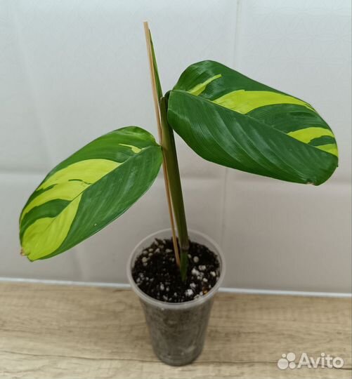 Ктенанта, Маранта, Хлорофитум, Мурдания