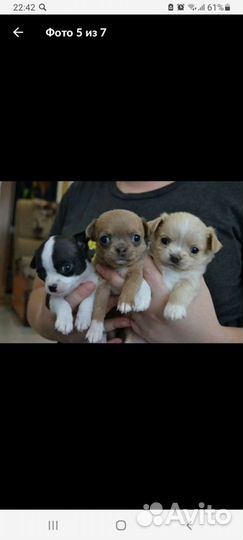 Вязка чихуахуа