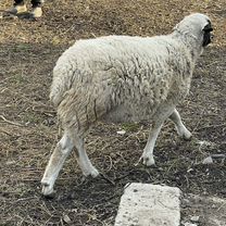 Бараны дорпер