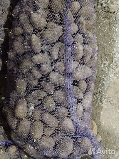 Картофель мелкий на корм скоту