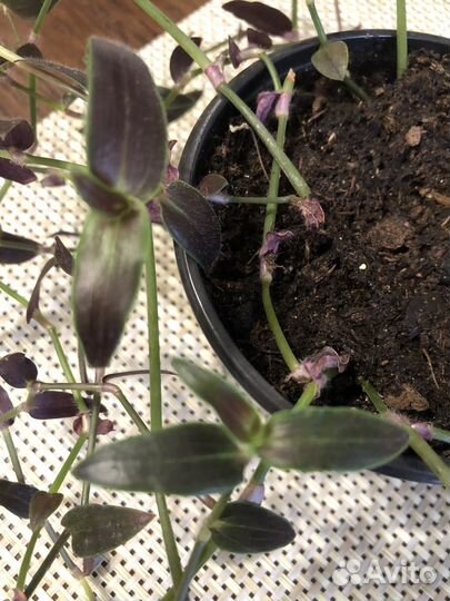 Традесканция